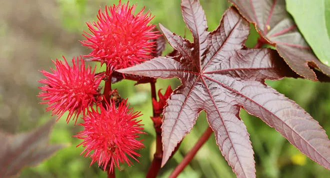 cay-thau-dau-co-doc cây thầu dầu