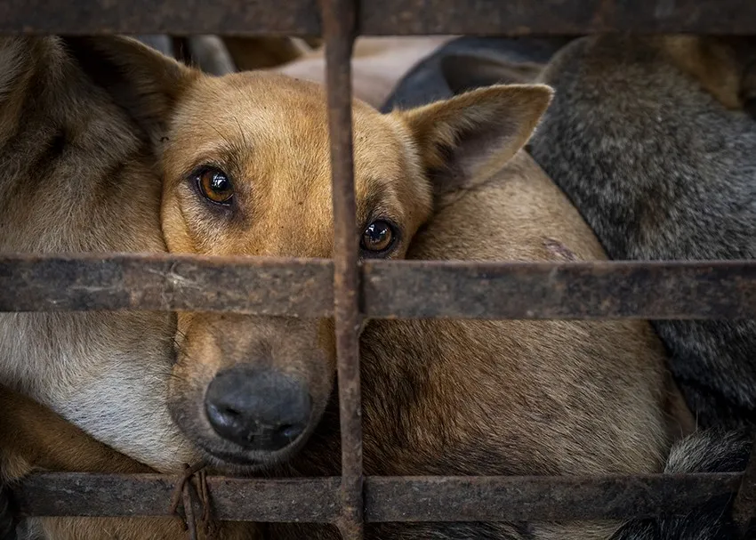 Rất nhiều người dân ủng hộ việc chấm dứt nạn buôn bán chó mèo. Ảnh T.HÀ Rất nhiều người dân ủng hộ việc chấm dứt nạn buôn bán chó mèo. Ảnh T.HÀ