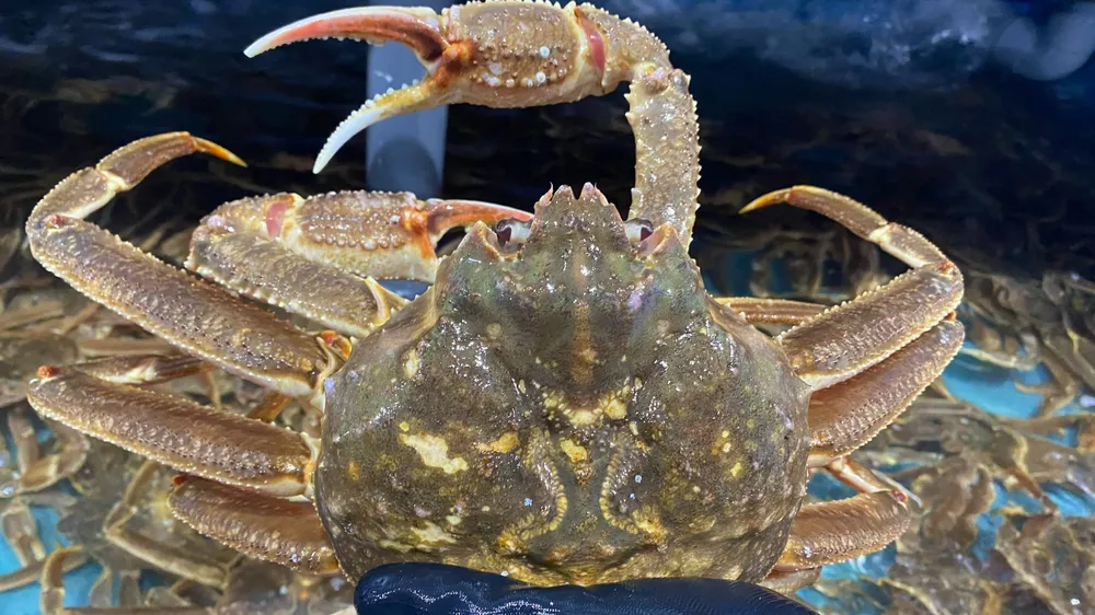 Cua tuyết có trọng lượng nhẹ hơn cua hoàng đế. Ảnh: Hạ Quyên