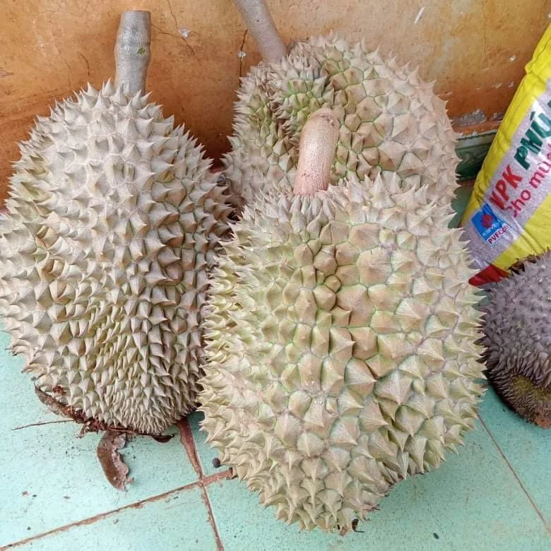 Sầu rụng có phần gai nở to, khoảng cách xa nhau, cuống tươi. Ảnh: HẠ QUYÊN