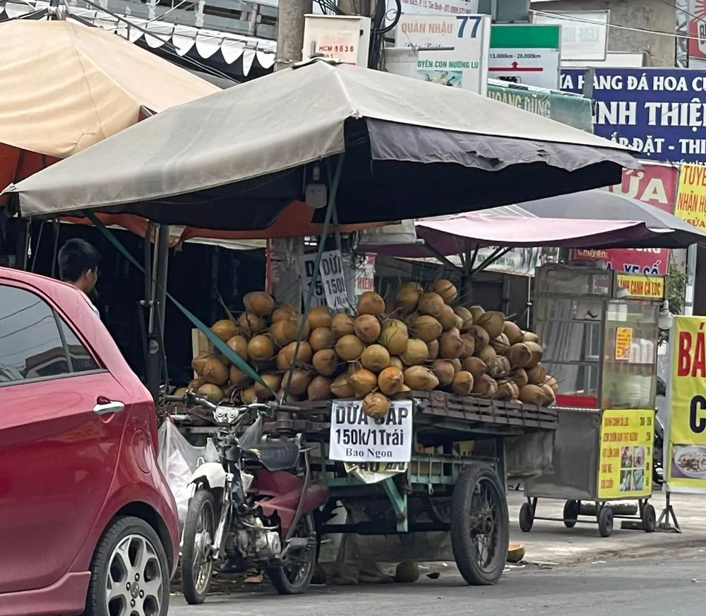 Dừa sáp được bán với giá 150.000 đồng/trái tại một điểm bán vỉa hè. Ảnh: THU HÀ