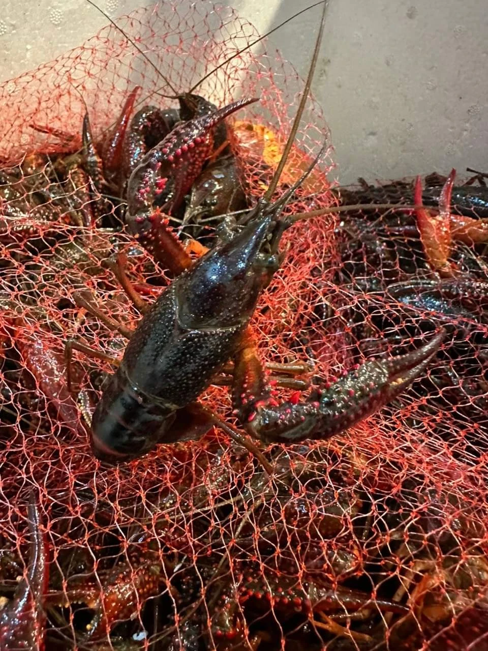 Tôm hùm đất sống được giới thiệu bán công khai tại một nhà hàng ở quận 1, TP.HCM.