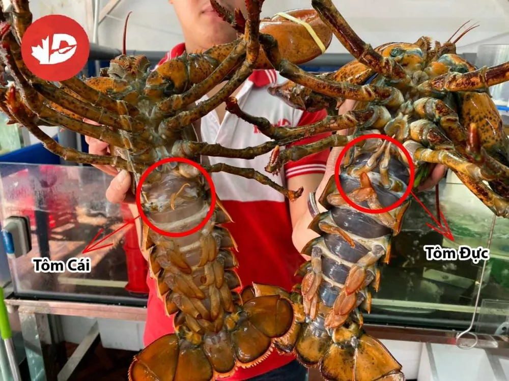 Đôi vi của tôm hùm cái mềm hơn so với tôm hùm đực. Ảnh: Hải sản Sài Gòn.