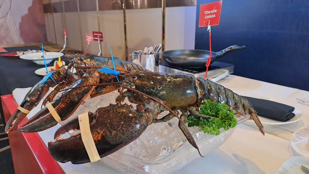 Tôm hùm cái có phần mai to và bè hơn tôm đực. Ảnh: HẠ QUYÊN