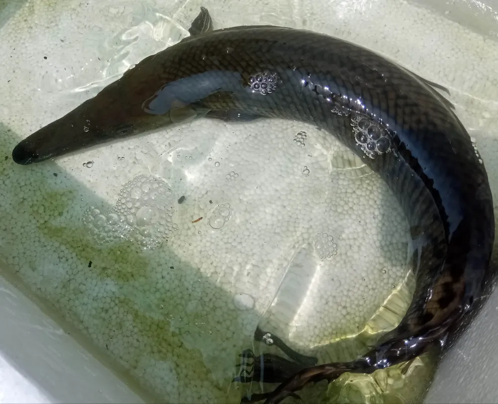 Cá sấu hỏa tiễn. Ảnh: Cá cảnh Cá sấu hỏa tiễn. Ảnh: Cá cảnh