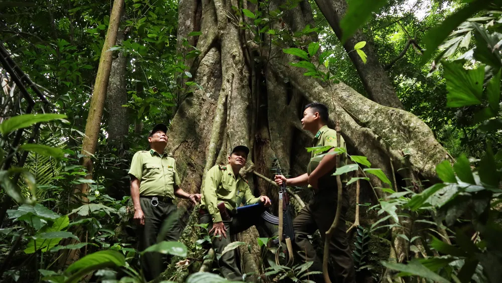 Cây cổ thụ tại vườn quốc gia Cúc Phương. Ảnh: VQG Cúc Phương cung cấp Cây cổ thụ tại vườn quốc gia Cúc Phương. Ảnh: VQG Cúc Phương cung cấp