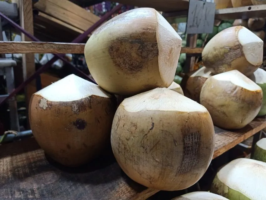 dừa được yêu thích