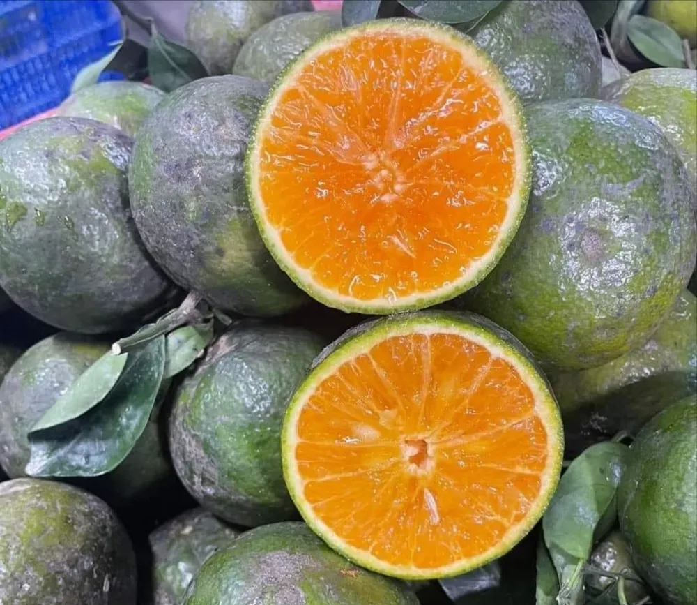 Ăn cam nguyên múi vẫn đem lại những ưu điểm vượt trội hơn so với vắt nước. Ảnh: HẠ QUYÊN cam.jpeg