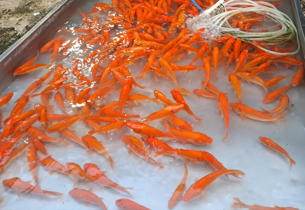 ông công ông táo