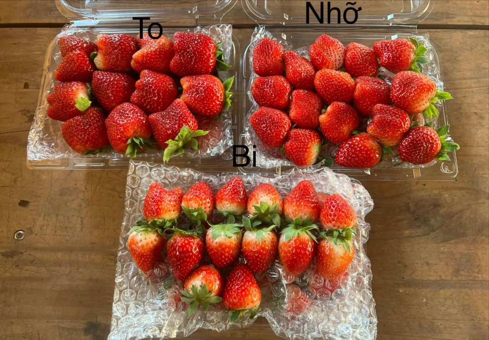 Dâu tây Mộc Châu. Ảnh: HUY BÉO FARM Dâu tây