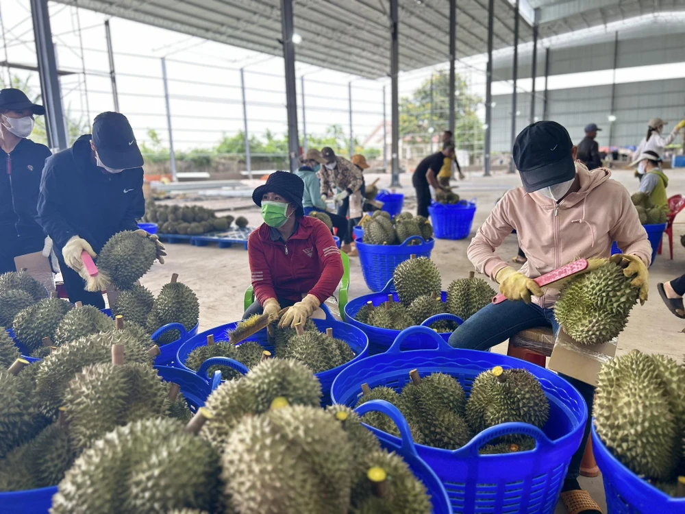 Sầu riêng Việt đang có giá bán cạnh tranh hơn so với Thái Lan tại Trung Quốc. Ảnh: THU HÀ sầu riêng
