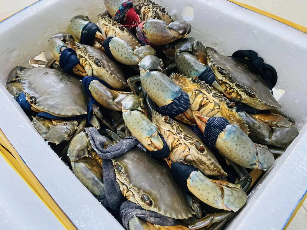 cua sống của việt nam