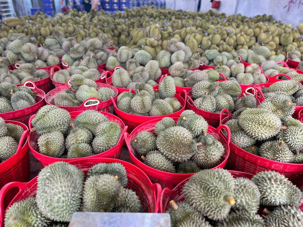 Thái Lan trở thành nước nhập khẩu loại quả này lớn thứ hai của Việt Nam. Ảnh: THU HÀ sầu riêng việt nam