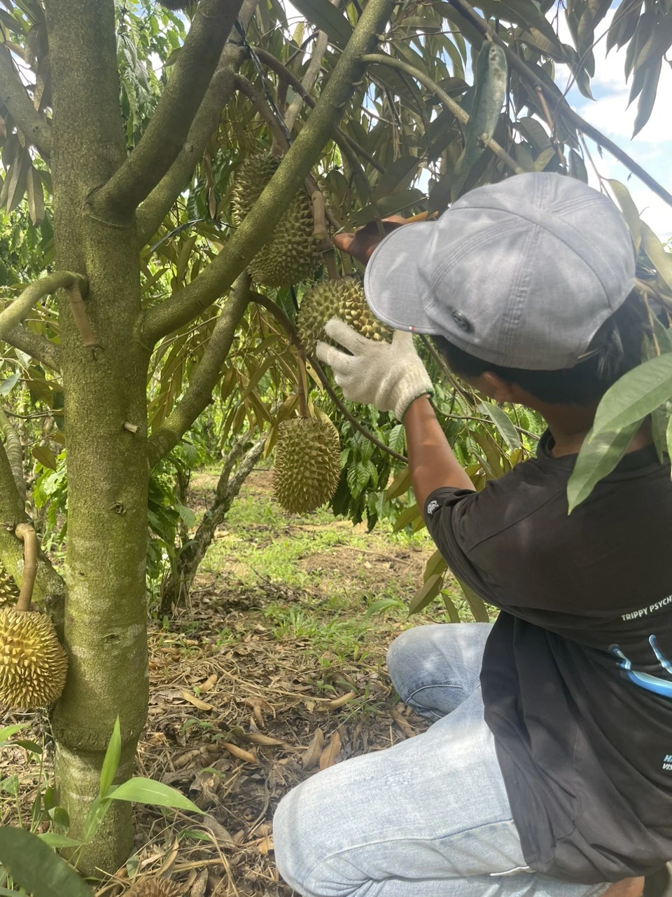 Sầu riêng Việt Nam có thể cho trái quanh năm, mùa nào cũng có hàng để xuất khẩu. Ảnh: THU HÀ TRÁI SẦU RIÊNG