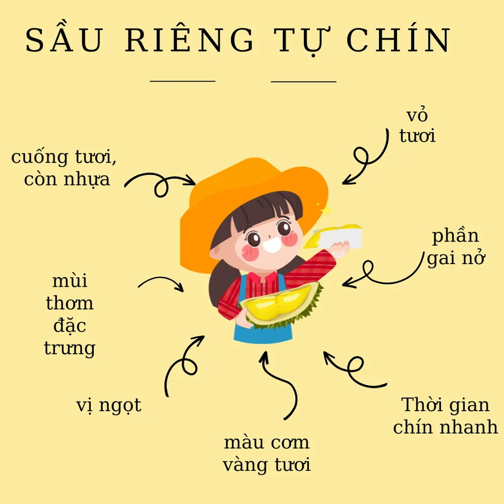  chọn sầu riêng