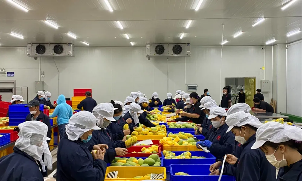 Chi phí logistics được coi là gánh nặng đối với các SME khi xuất khẩu trực tuyến. Ảnh: THU HÀ chi phí logistics