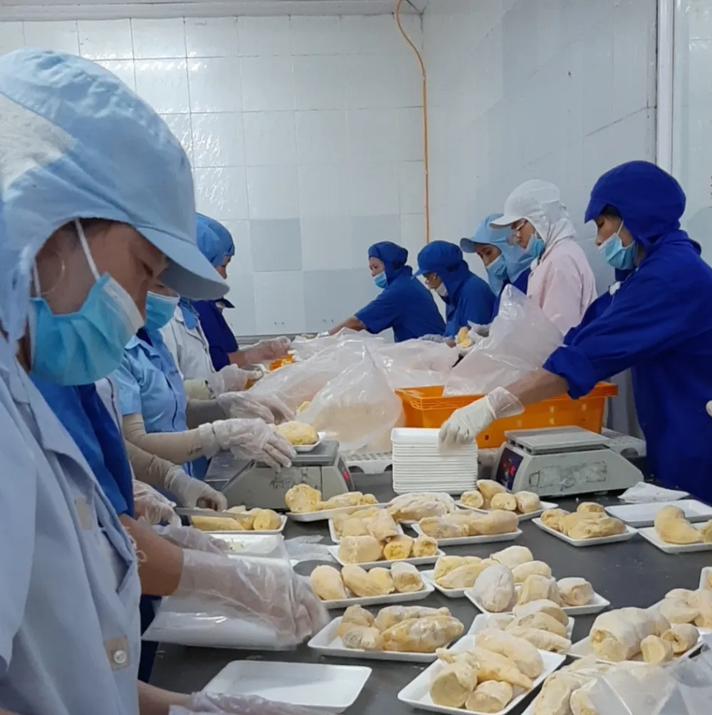 Thái Lan tăng nhập khẩu sầu riêng đông lạnh của Việt Nam. Ảnh minh họa: THU HÀ SẦU RIÊNG ĐÔNG LẠNH