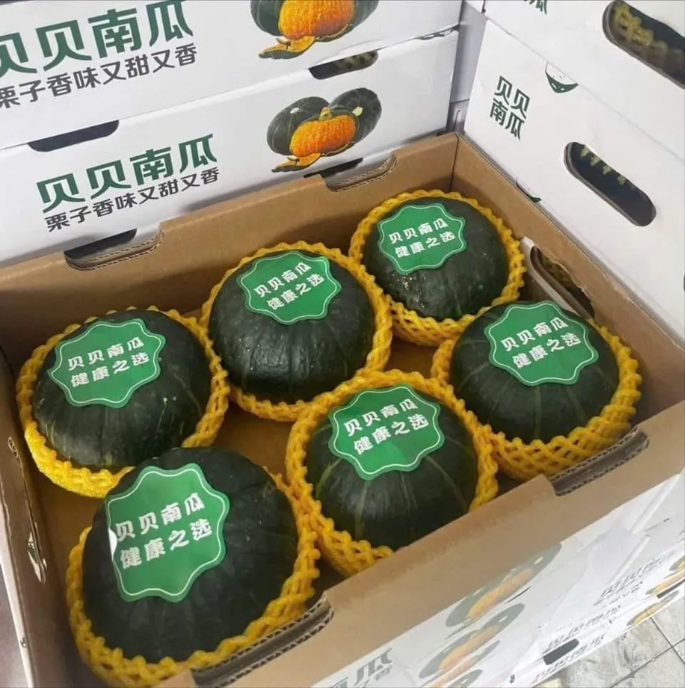 Giá bí đỏ hạt dẻ dao động từ 180.000 - 240.000 đồng/thùng 6 quả. ẢNH: THÚY ĐINH. bí đỏ hạt dẻ