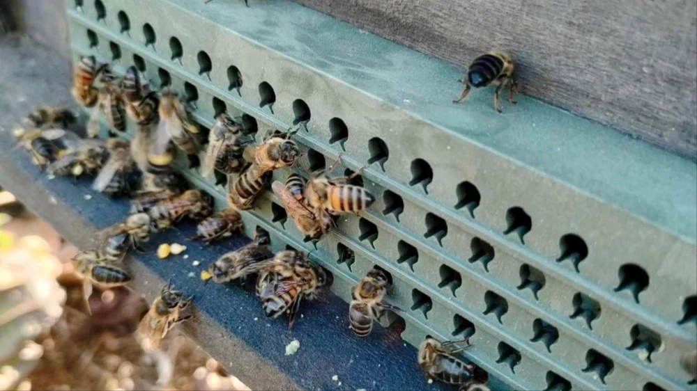 MẬT ONG ĐỂU LÂU