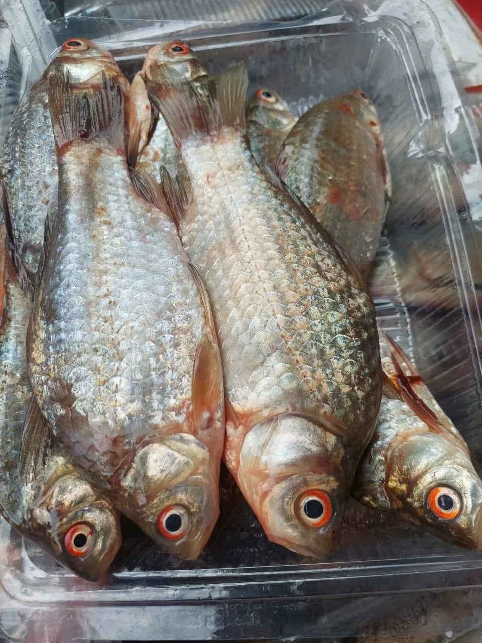Vảy, mang, lớp nhầy, lớp đen trong bụng... là những bộ phận của cá chúng ta cần chú ý làm sạch trước khi chế biến. ẢNH: HẠ QUYÊN bộ phận của cá