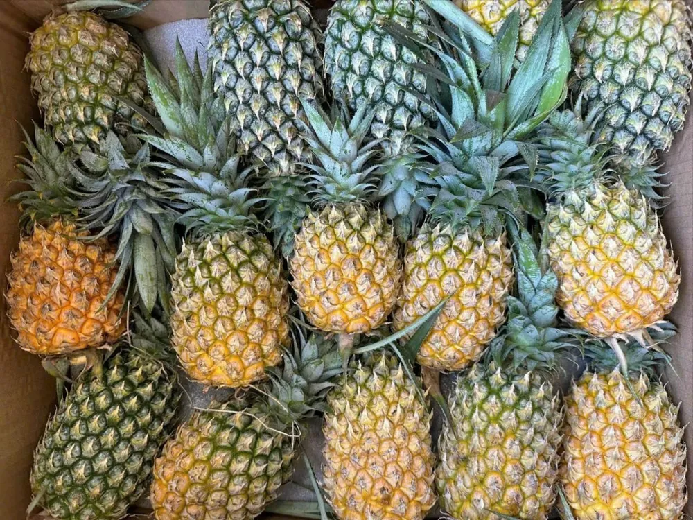 ăn dứa mỗi ngày