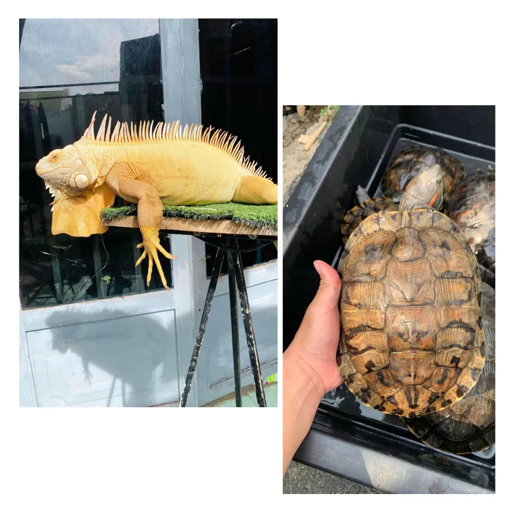 rồng đất nam mỹ