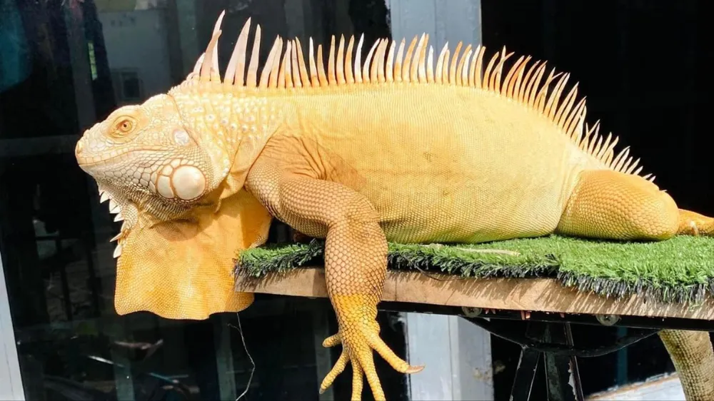 rồng đất nam mỹ