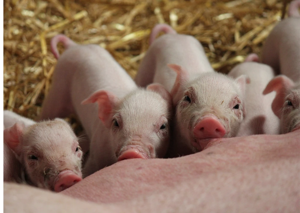 HIỆP HỘI CHĂN NUÔI