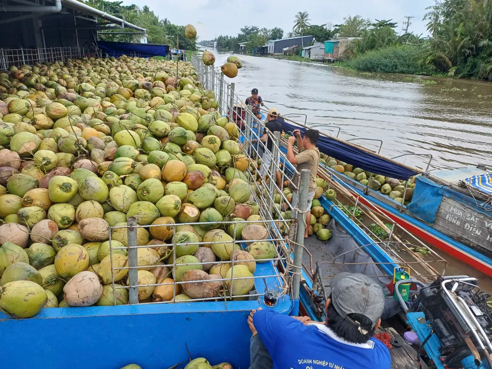 Trong 4 tháng này, Việt Nam chi tới 7,2 triệu USD để nhập khẩu dừa chế biến. Ảnh: THU HÀ DỪA CHẾ BIẾN