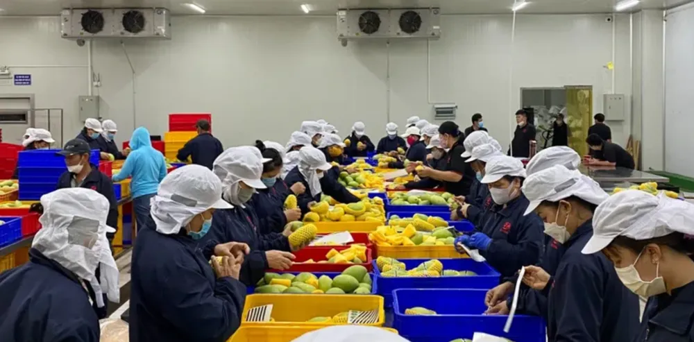 Một kho hàng của doanh nghiệp Việt kinh doanh trái cây đang phân loại hàng hóa để bán trên Alibaba. ẢNH: THU HÀ nhà bán hàng việt