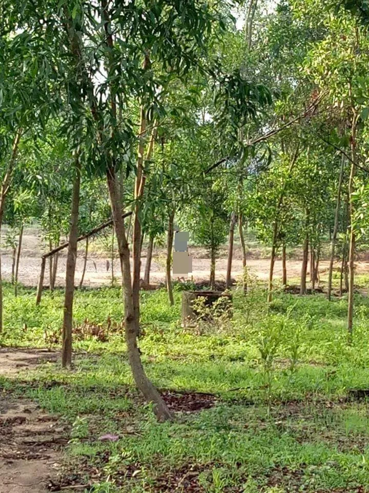 Tìm tung tích thanh niên treo cổ trong rừng tràm ảnh 3 Tìm tung tích thanh niên treo cổ trong rừng tràm ảnh 3