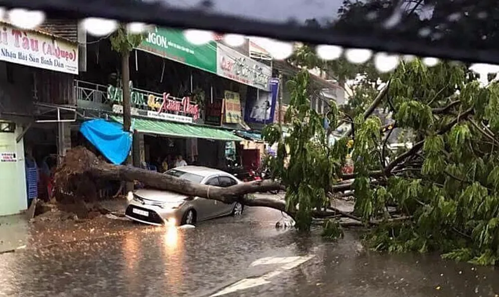 Mưa lớn, cây bật gốc đè ô tô 4 chỗ ảnh 1