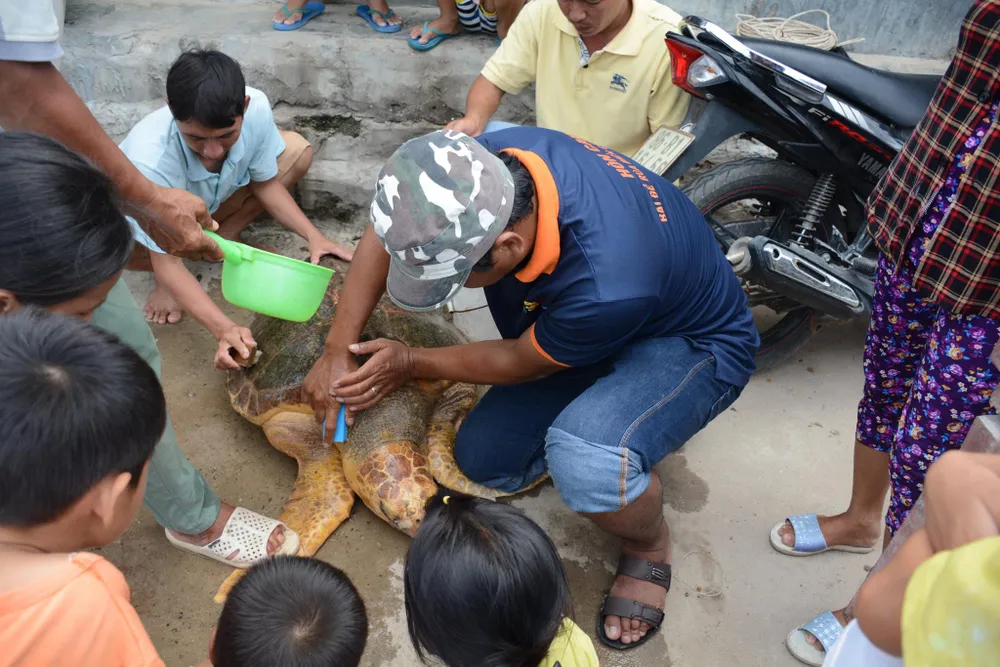 Giải cứu rùa biển lạc vào nhà máy nhiệt điện Vĩnh Tân ảnh 3 Giải cứu rùa biển lạc vào nhà máy nhiệt điện Vĩnh Tân ảnh 3