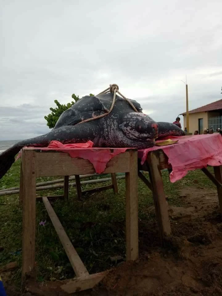 Chôn cất 'cụ' rùa khủng dài 3 m, nặng hơn nửa tấn ảnh 1