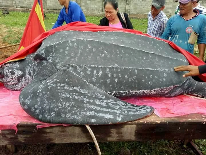 Chôn cất 'cụ' rùa khủng dài 3 m, nặng hơn nửa tấn ảnh 4