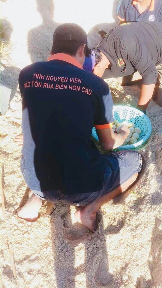 Tham quan Hòn Cau không được ảnh hưởng bãi đẻ rùa biển ảnh 3 Tham quan Hòn Cau không được ảnh hưởng bãi đẻ rùa biển ảnh 3