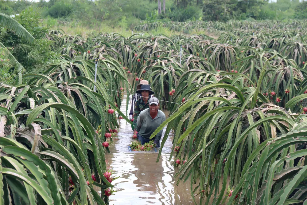 Bình Thuận: Thanh long ngập nước, 200 hộ dân bị chia cắt ảnh 4 Bình Thuận: Thanh long ngập nước, 200 hộ dân bị chia cắt ảnh 4