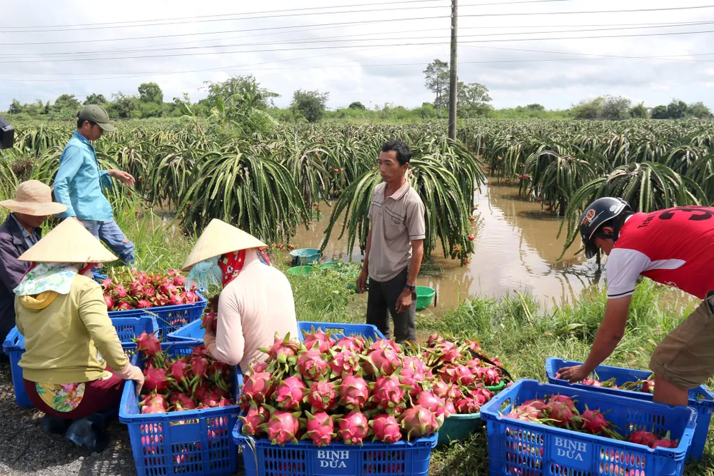 Bình Thuận: Thanh long ngập nước, 200 hộ dân bị chia cắt ảnh 5 Bình Thuận: Thanh long ngập nước, 200 hộ dân bị chia cắt ảnh 5