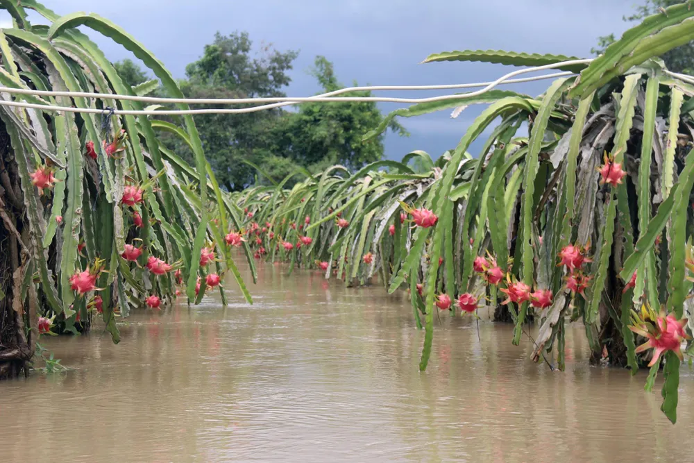 Bình Thuận: Thanh long ngập nước, 200 hộ dân bị chia cắt ảnh 6 Bình Thuận: Thanh long ngập nước, 200 hộ dân bị chia cắt ảnh 6