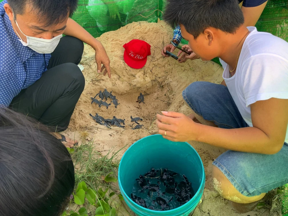 Bảo vệ nghiêm ngặt đưa 45 chú rùa tí hon về đại dương ảnh 5