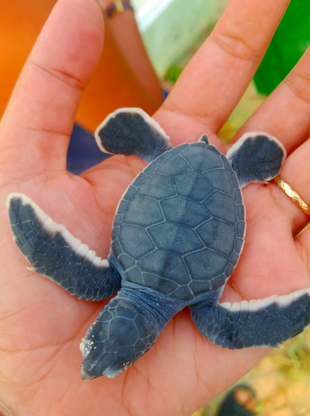 Bảo vệ nghiêm ngặt đưa 45 chú rùa tí hon về đại dương ảnh 2