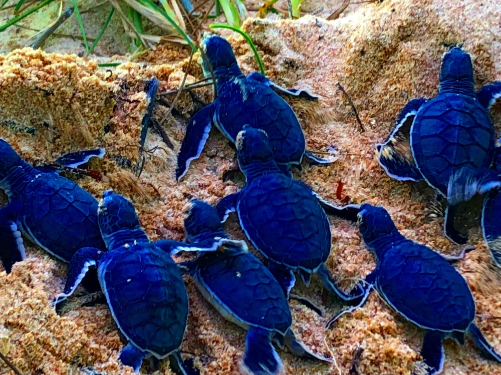 Bảo vệ nghiêm ngặt đưa 45 chú rùa tí hon về đại dương ảnh 7