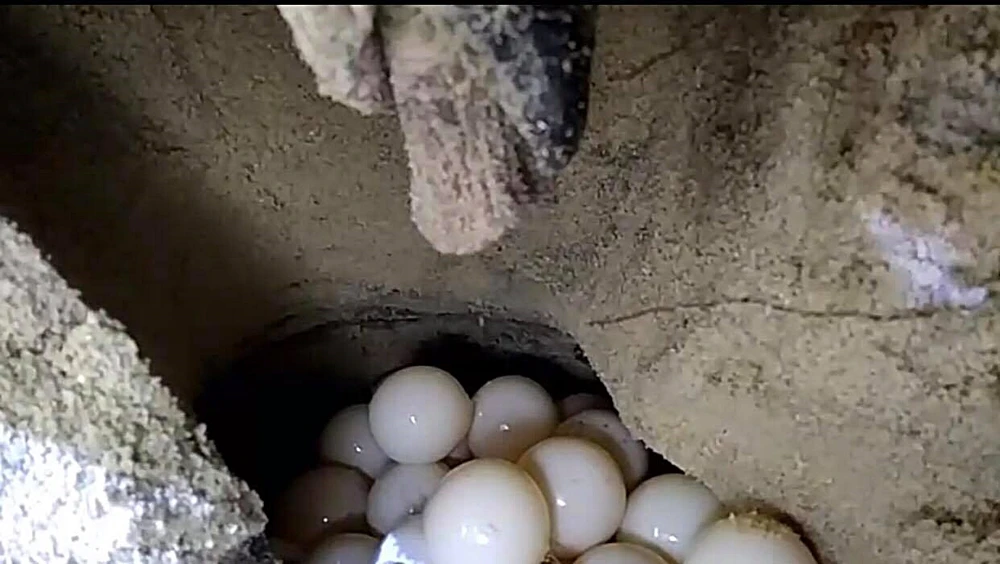 Đỡ đẻ thành công rùa biển nặng 80kg về Hòn Cau sinh sản ảnh 5