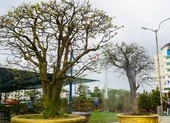Cây mai cổ thụ hơn 100 tuổi ở Bình Thuận được trả giá gần 6 tỷ đồng ảnh 9 Đà Nẵng: 'Cụ' mai 100 tuổi năm nào cũng xuống núi biểu diễn