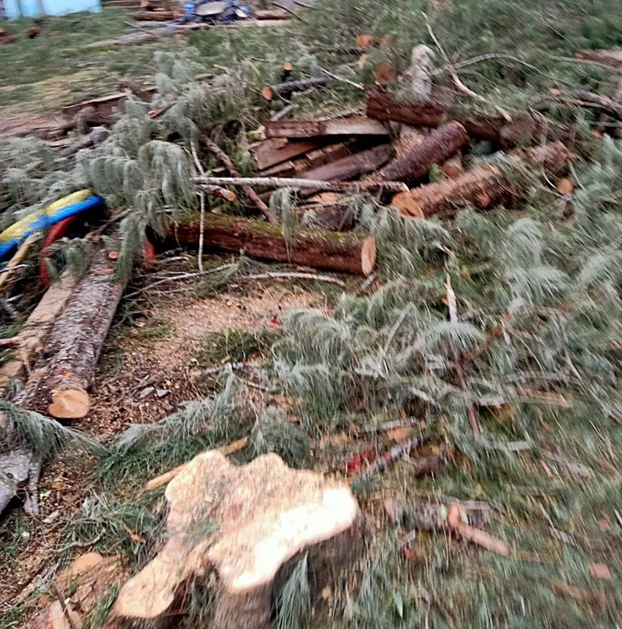 Số cây bị triệt hạ có đường kính khá lớn. Ảnh PĐ Số cây bị triệt hạ có đường kính khá lớn. Ảnh PĐ