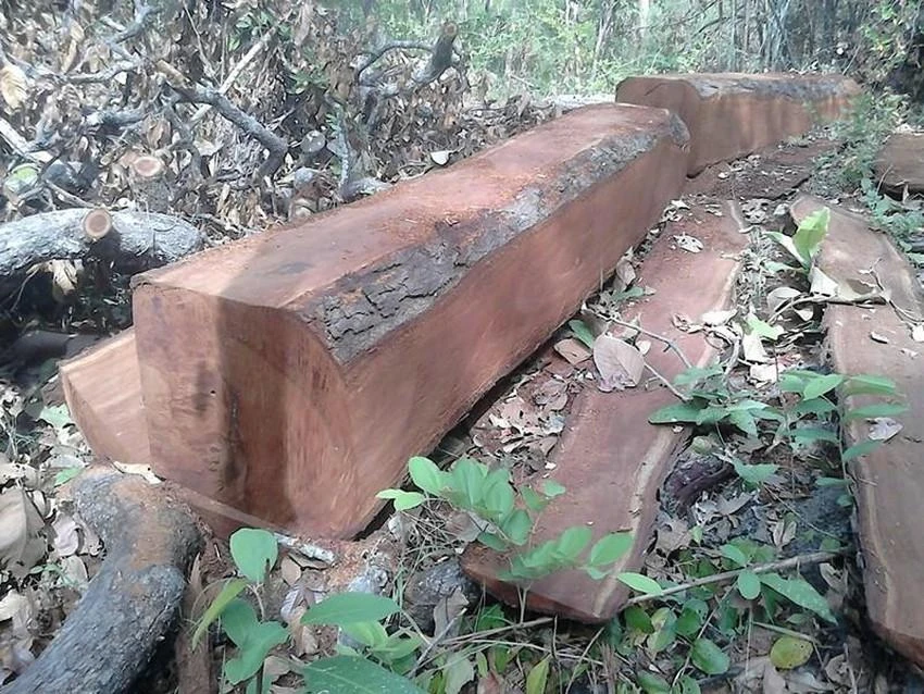 Gỗ bị triệt hạ trong rừng phòng hộ La Ngà. Ảnh: PHƯƠNG NAM.