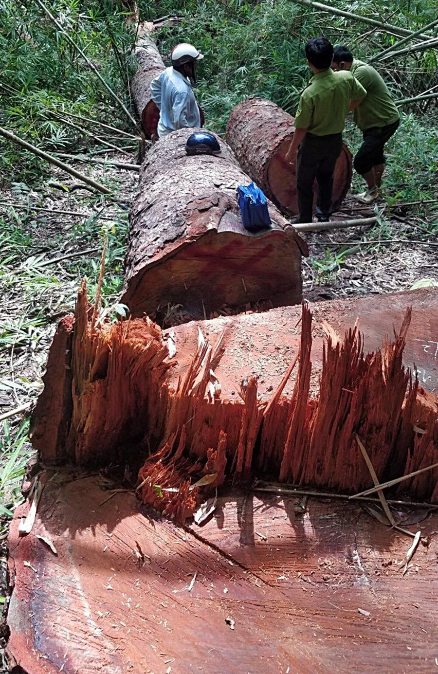 Hiện trường vụ triệt hạ hai cây gỗ lim cổ thụ. Ảnh PĐ