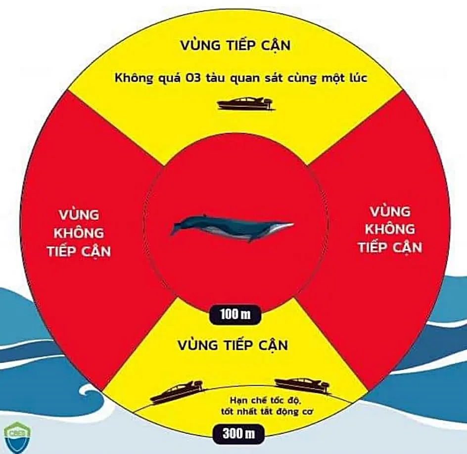 Các tổ chức bảo vệ động vật hoang dã khuyến cáo khoảng cách ngắm cá voi. Các tổ chức bảo vệ động vật hoang dã khuyến cáo khoảng cách ngắm cá voi.