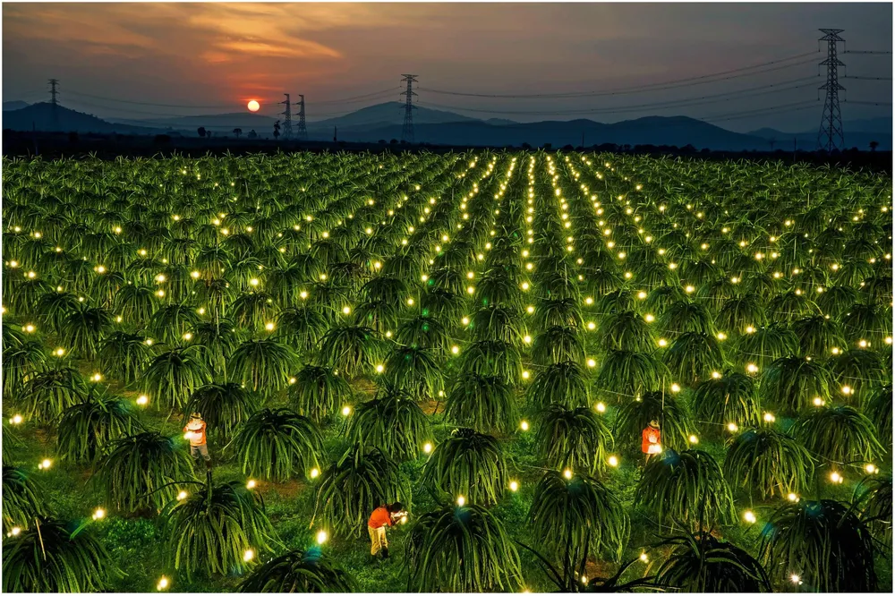 Thanh long là một trong những thế mạnh của Bình Thuận.