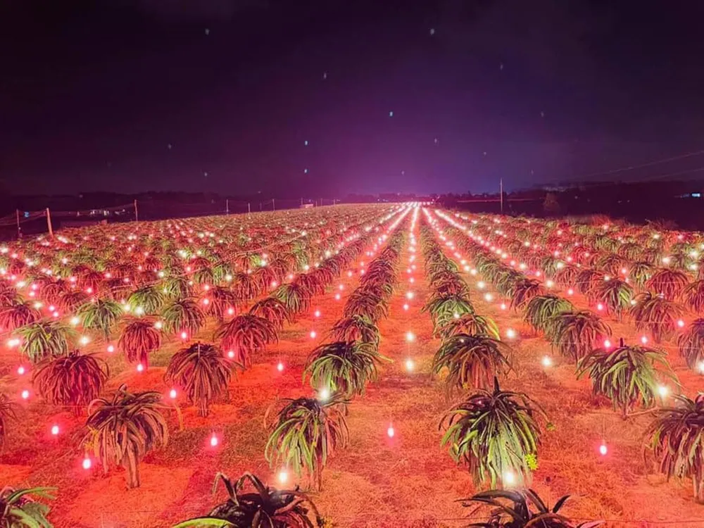 Chong đèn cho thanh long ra hoa trái vụ ở Bình Thuận.